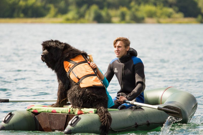 Фото: ньюфаундленд Aquatoriya Kelvin Fiona (Акватория Келвин Фиона)