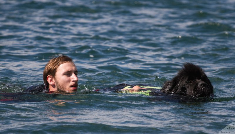 Фото: ньюфаундленд Yupiter Tsar Bogov ot Sibirskogo Medvedja (Юпитер Царь Богов от Сибирского Медведя)