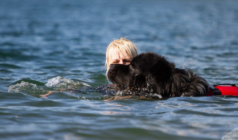 Фото: ньюфаундленд Plushevaya Panda Ferrero Rond Noir (Плюшевая Панда Ферреро Ронд Нуар)
