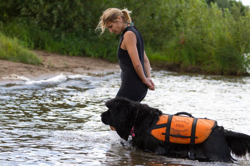 Фото: ньюфаундленд Aquatoriya Kelvin Fiona (Акватория Келвин Фиона), Viktoriya Soldatenko (Виктория Солдатенко)