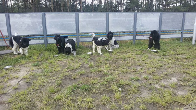 Фотография № 190951