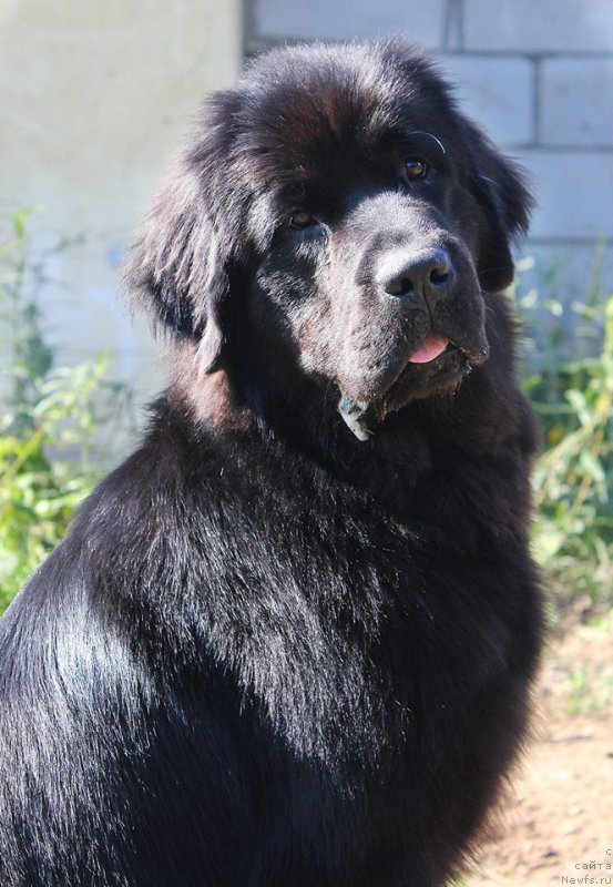 Фото: ньюфаундленд Beguschaya po Volnam Ayri-Fayri (Бегущая по Волнам Айри-Файри)