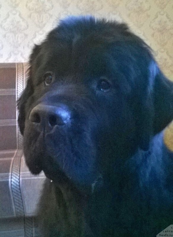 Фото: ньюфаундленд Beguschaya po Volnam Fifth Element (Бегущая по Волнам Фифтх Елемент)