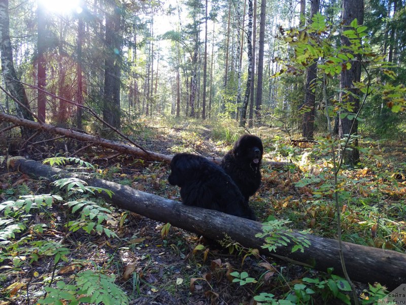 Фото: ньюфаундленд Akin Soul Sofiya (Акин Соул София), ньюфаундленд Andjel Viktorius (Анджел Викториус)