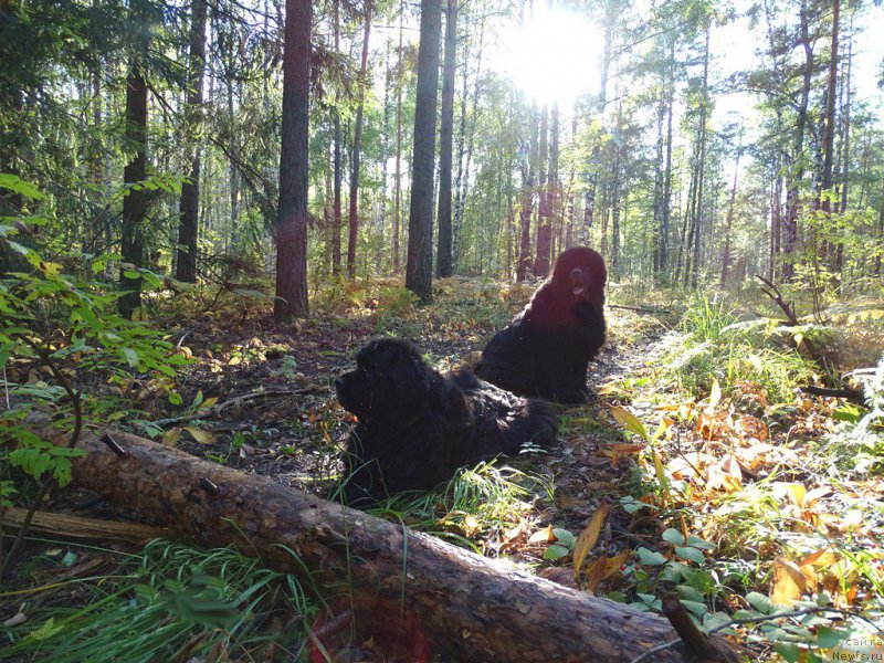 Фотография № 190963