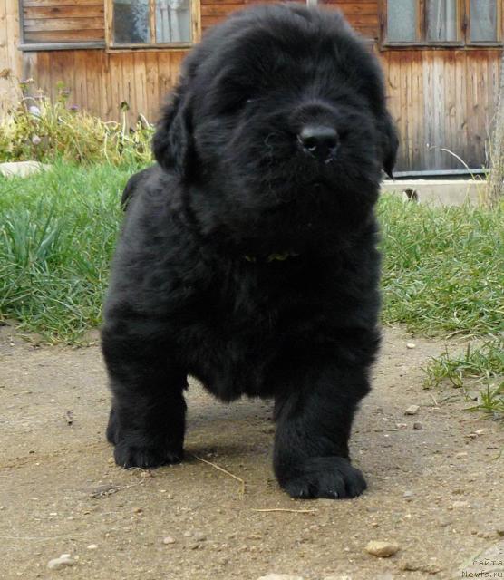 Фото: ньюфаундленд Pchyolkin Dom Vesenniy Val's (Пчёлкин Дом Весенний Вальс)