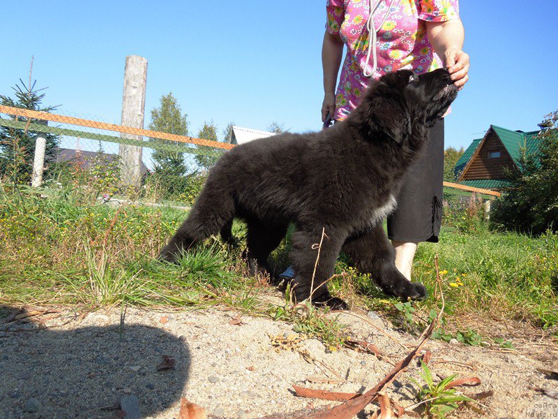 Фото: ньюфаундленд Super Premium Ular (Супер Премиум Улар)