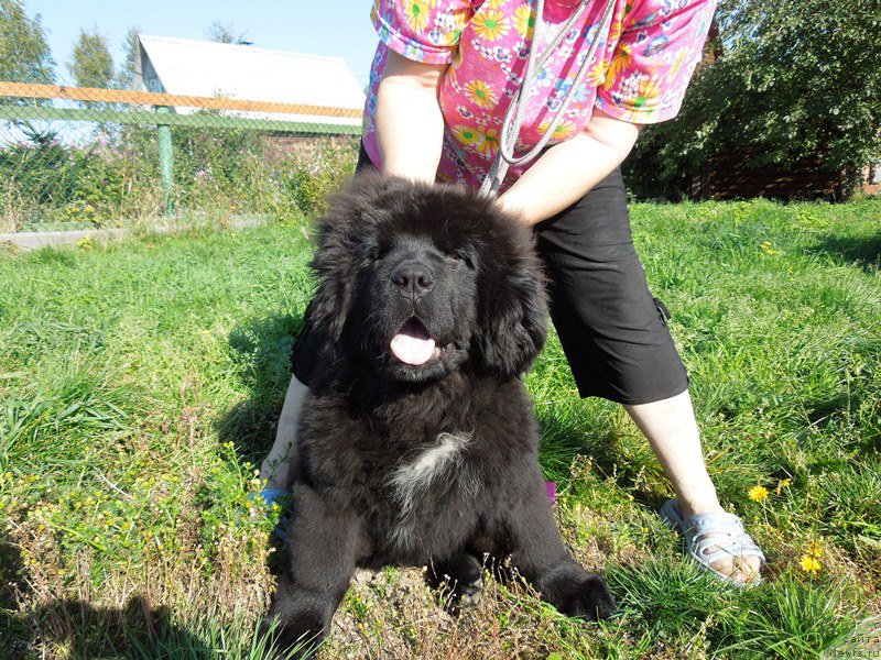 Фото: ньюфаундленд Super Premium Ular (Супер Премиум Улар)