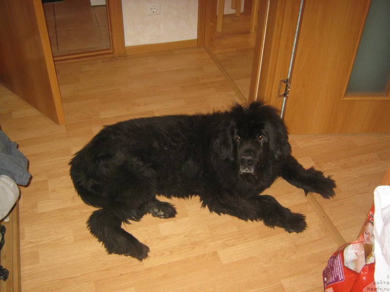 Фото: ньюфаундленд Beretta (Беретта)