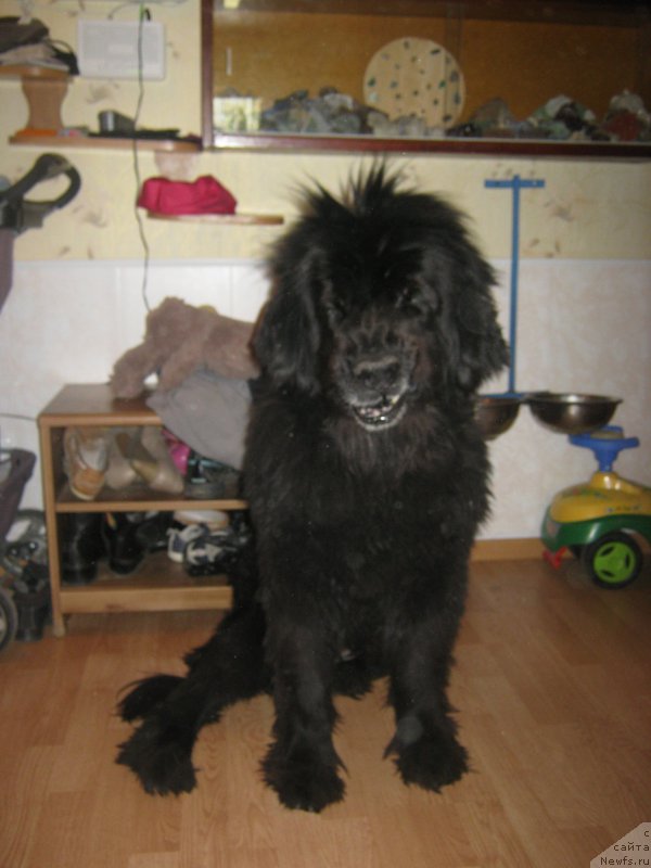 Фото: ньюфаундленд Beretta (Беретта)