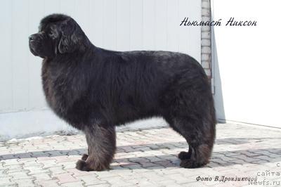 Фото: ньюфаундленд Nijumast Nikson (Ньюмаст Никсон)