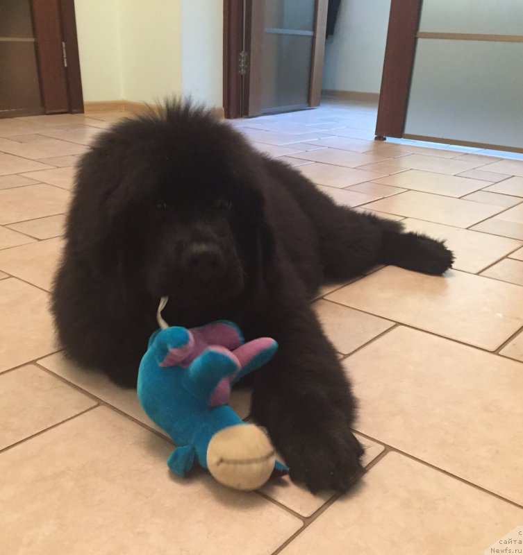 Фото: YAna Guseva (Яна Гусева), ньюфаундленд Smigar YUliks Solnechnyiy (Смигар Юликс Солнечный)