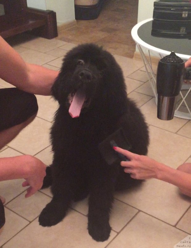 Фото: ньюфаундленд Smigar YUliks Solnechnyiy (Смигар Юликс Солнечный)