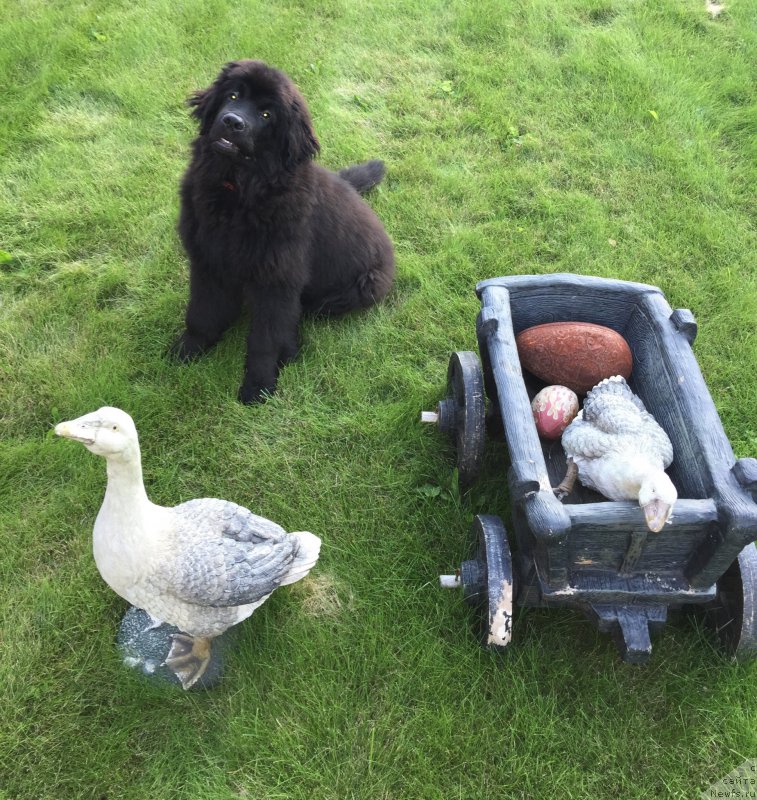 Фото: YAna Guseva (Яна Гусева), ньюфаундленд Smigar YUliks Solnechnyiy (Смигар Юликс Солнечный)