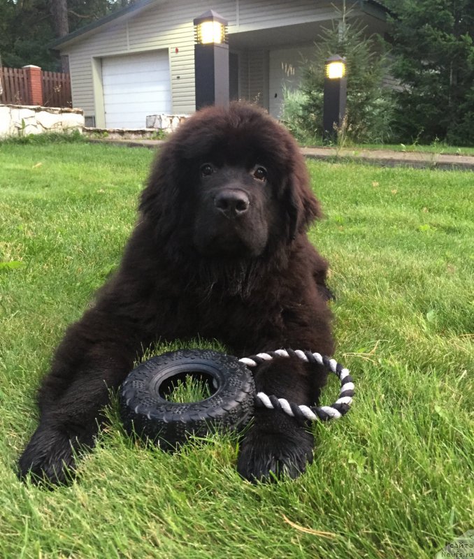 Фото: YAna Guseva (Яна Гусева), ньюфаундленд Smigar YUliks Solnechnyiy (Смигар Юликс Солнечный)