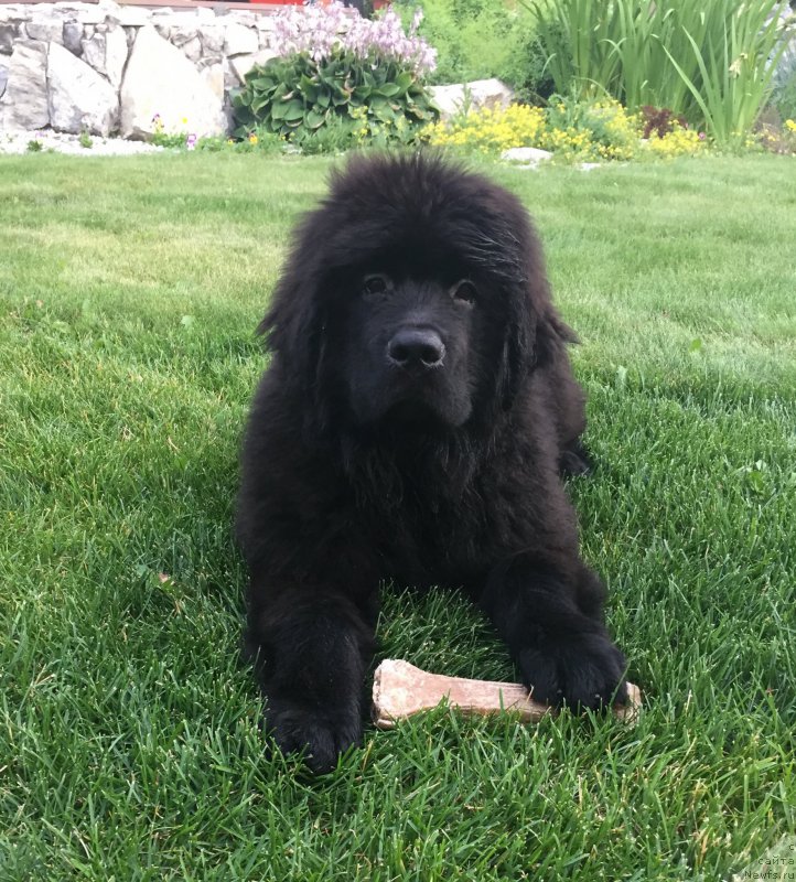 Фото: ньюфаундленд Smigar YUliks Solnechnyiy (Смигар Юликс Солнечный)