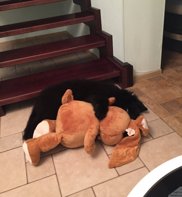 Фото: ньюфаундленд Smigar YUliks Solnechnyiy (Смигар Юликс Солнечный)