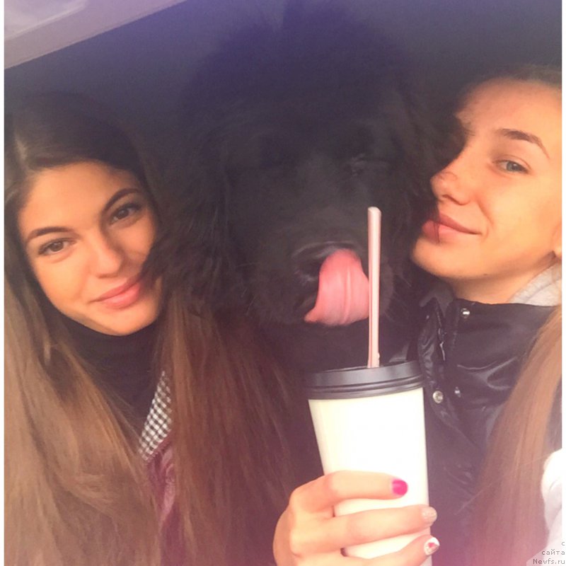 Фото: ньюфаундленд Smigar YUliks Solnechnyiy (Смигар Юликс Солнечный)