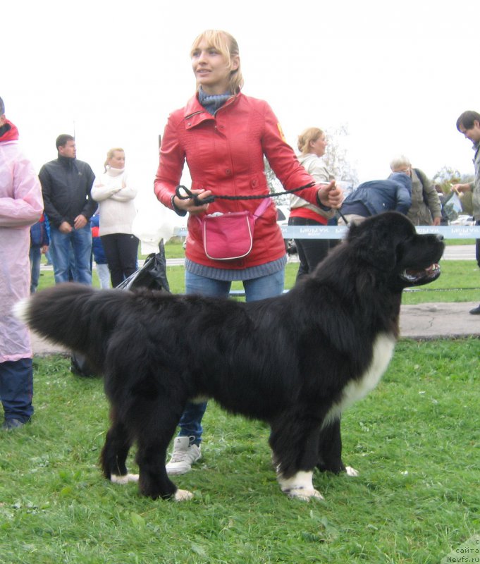 Фото: ньюфаундленд Fandorin iz Plemeni Kedra (Фандорин из Племени Кедра)