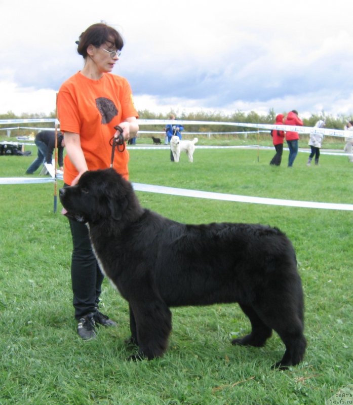 Фото: ньюфаундленд Huode Shen Afina (Хуодэ Шень Афина)