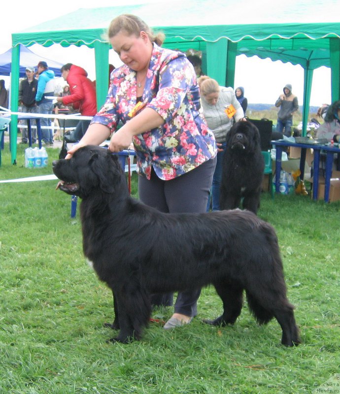 Фото: ньюфаундленд Tomskaya Tayga iz Tihogo Omuta (Томская Тайга из Тихого Омута)