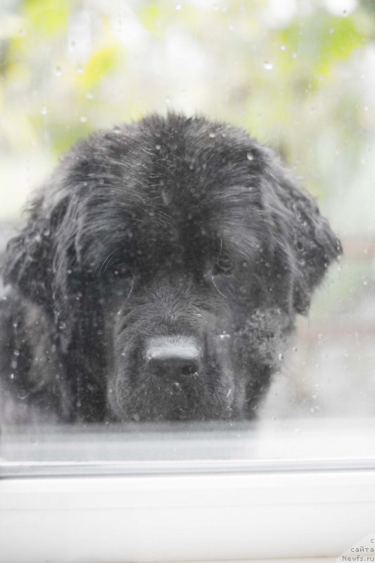 Фото: ньюфаундленд Akvatoriya Kelvin YAvnoe CHudo (Акватория Келвин Явное Чудо)