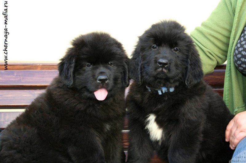 Фото: ньюфаундленд Chernaya Mafia Аll Rights Reserved (Черная Мафия Алл Ригхтс Ресервед), ньюфаундленд Chernaya Mafia Аlluring Prospect (Черная Мафия Аллуринг Проспект)