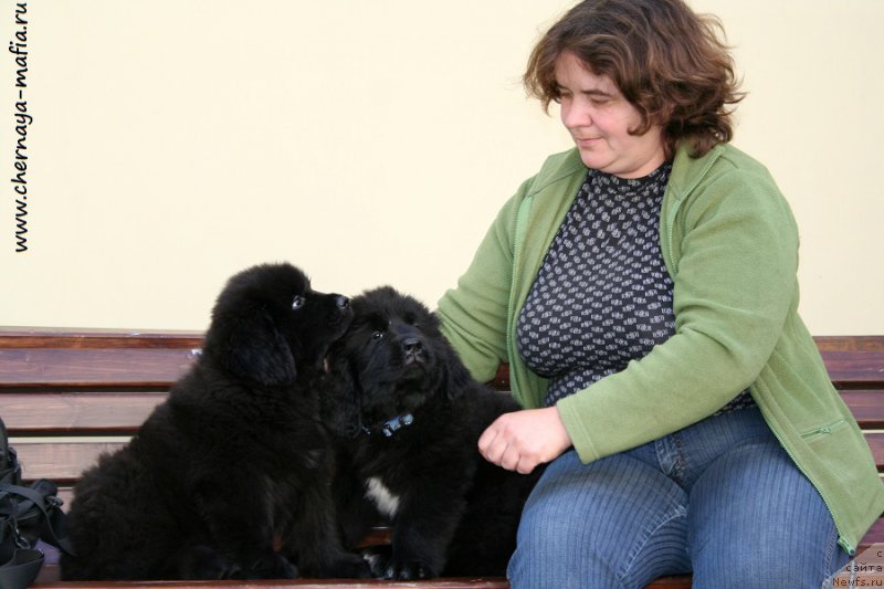 Фото: Irina Vesnina (Ирина Веснина), ньюфаундленд Chernaya Mafia Аll Rights Reserved (Черная Мафия Алл Ригхтс Ресервед), ньюфаундленд Chernaya Mafia Аlluring Prospect (Черная Мафия Аллуринг Проспект)