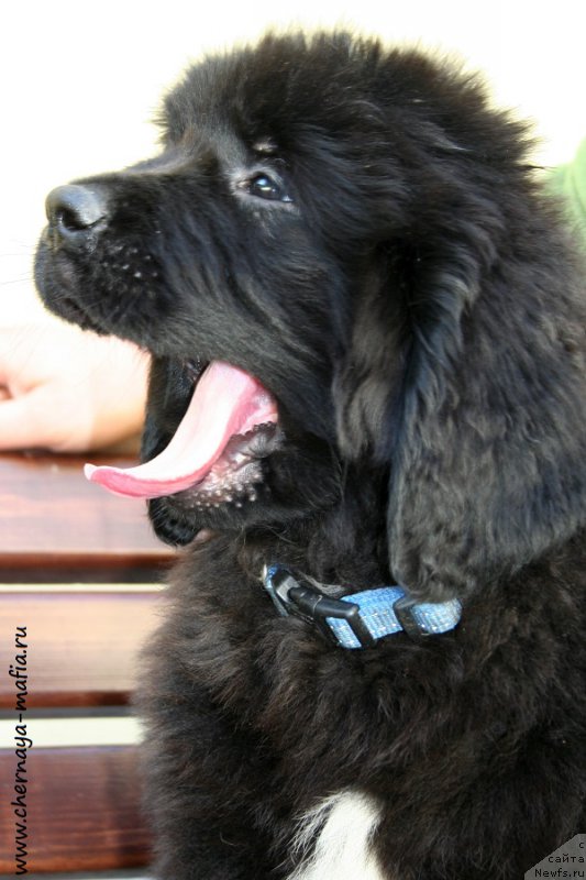 Фото: ньюфаундленд Chernaya Mafia Аlluring Prospect (Черная Мафия Аллуринг Проспект)