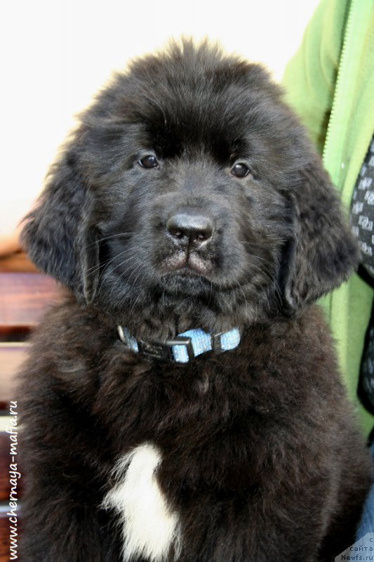 Фото: ньюфаундленд Chernaya Mafia Аlluring Prospect (Черная Мафия Аллуринг Проспект)