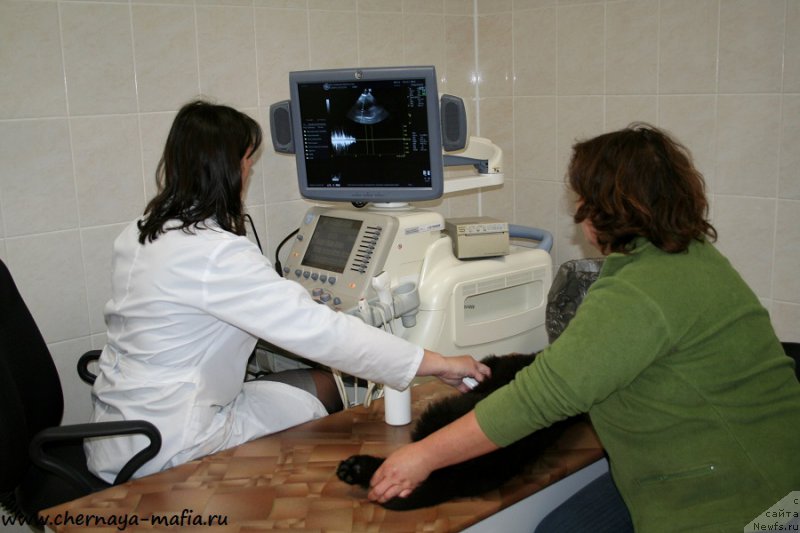 Фото: ньюфаундленд Chernaya Mafia Above and Beyond (Черная Мафия Абове анд Беуонд)