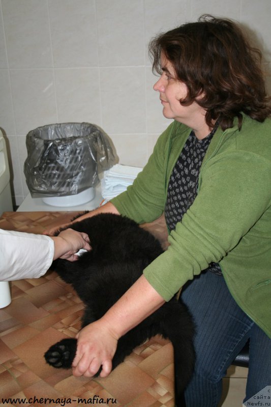 Фото: Irina Vesnina (Ирина Веснина), ньюфаундленд Chernaya Mafia Above and Beyond (Черная Мафия Абове анд Беуонд)