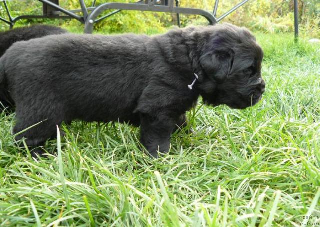 Фото: ньюфаундленд Pchyolkin Dom Vival'di (Пчёлкин Дом Вивальди)