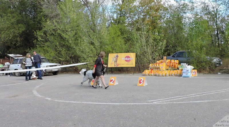 Фото: ньюфаундленд Skazochnaya Kroha SHampan' (Сказочная Кроха Шампань)