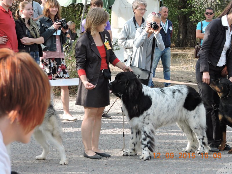 Фото: ньюфаундленд Skazochnaya Kroha SHampan' (Сказочная Кроха Шампань)