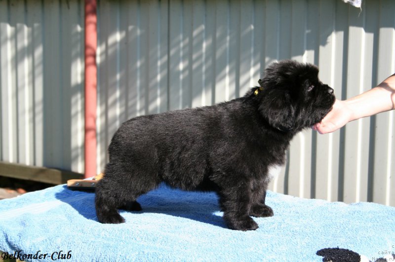 Фотография № 191066