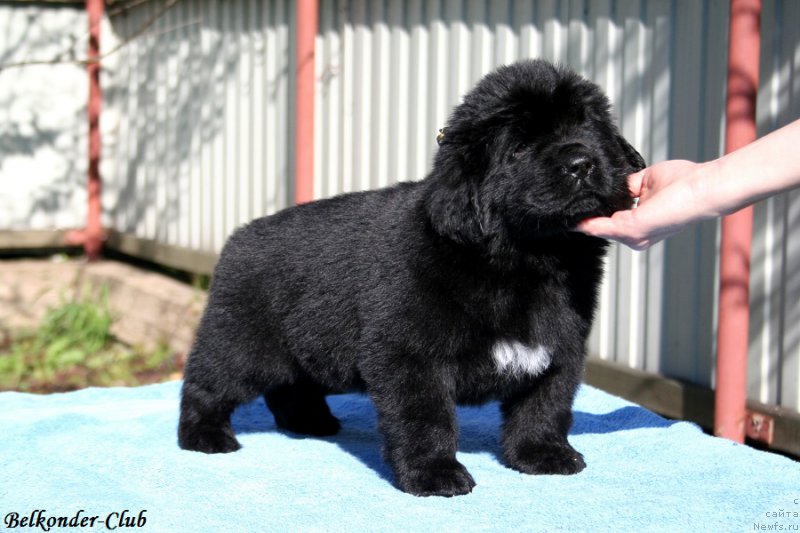 Фото: ньюфаундленд Belkonder-Club Big Purple (Белкондер-Клаб Биг Перпл)