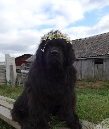 Фото: ньюфаундленд Severtan Rojdennaya Legendoy (Севертан Рожденная Легендой)