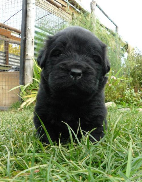 Фото: ньюфаундленд Pchyolkin Dom Vival'di (Пчёлкин Дом Вивальди)