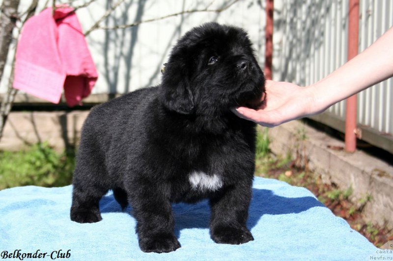 Фотография № 191070