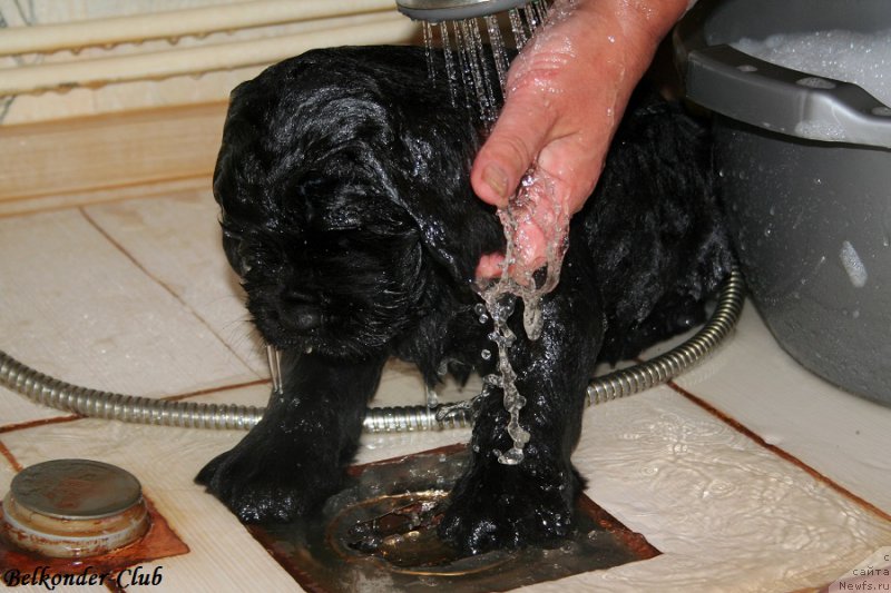 Фото: ньюфаундленд Belkonder-Club Big Purple (Белкондер-Клаб Биг Перпл)