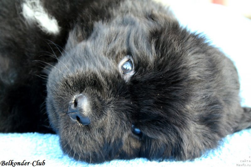 Фото: ньюфаундленд Belkonder-Club Black Baileys (Белкондер-Клаб Блэк Бейлиз)