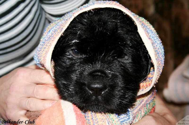 Фото: ньюфаундленд Belkonder-Club Big Purple (Белкондер-Клаб Биг Перпл)