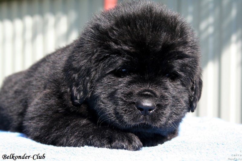 Фотография № 191080