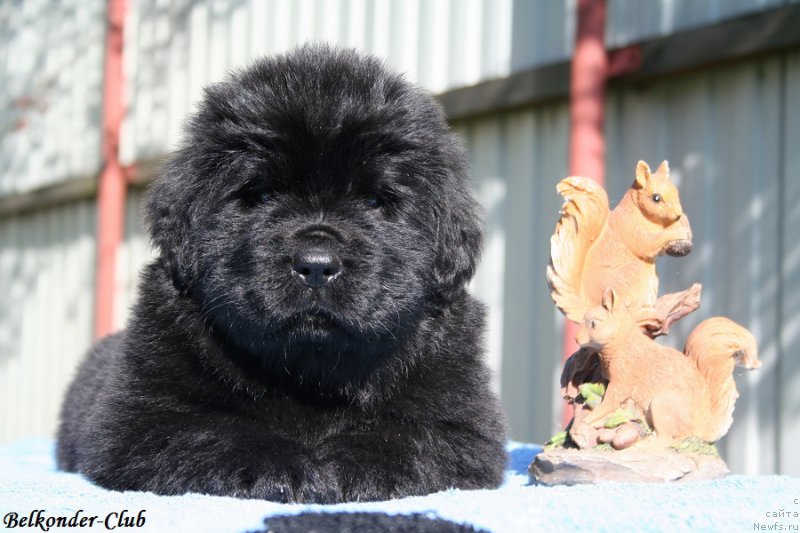 Фото: ньюфаундленд Belkonder-Club Big Purple (Белкондер-Клаб Биг Перпл)