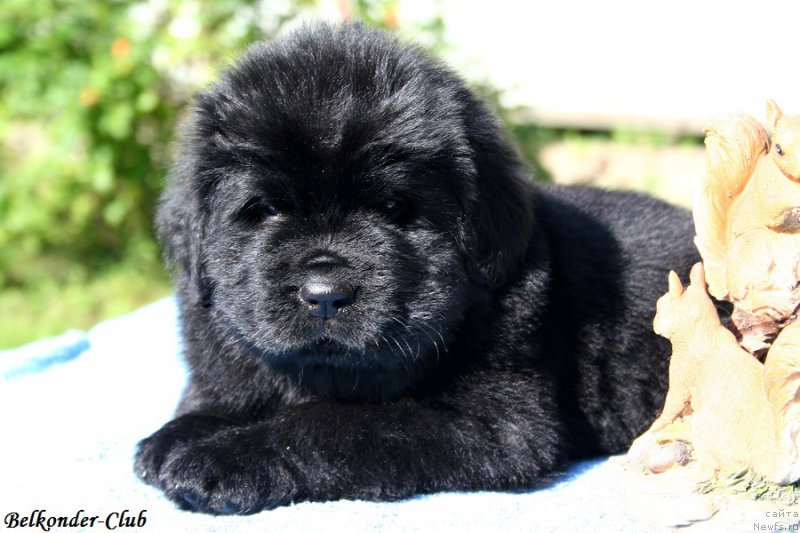 Фотография № 191086