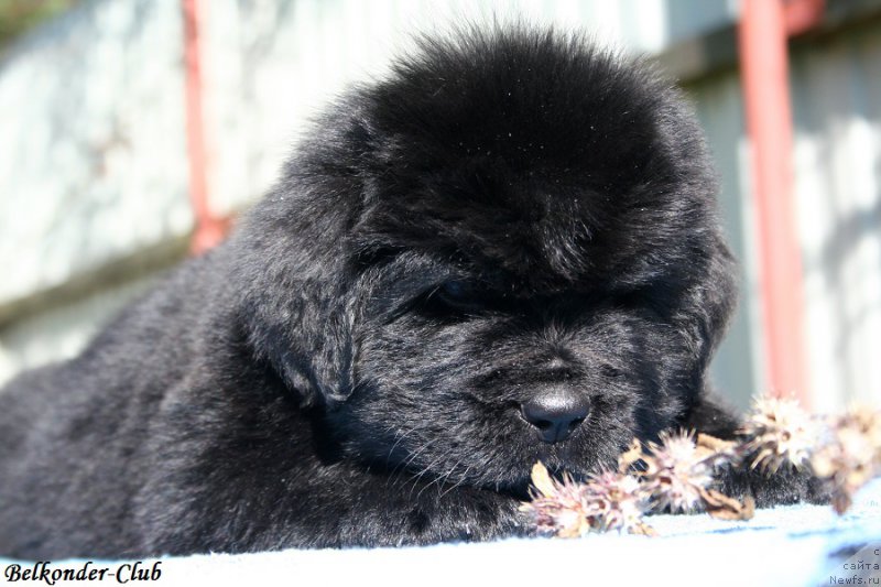 Фотография № 191089