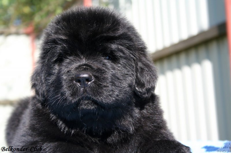 Фотография № 191090