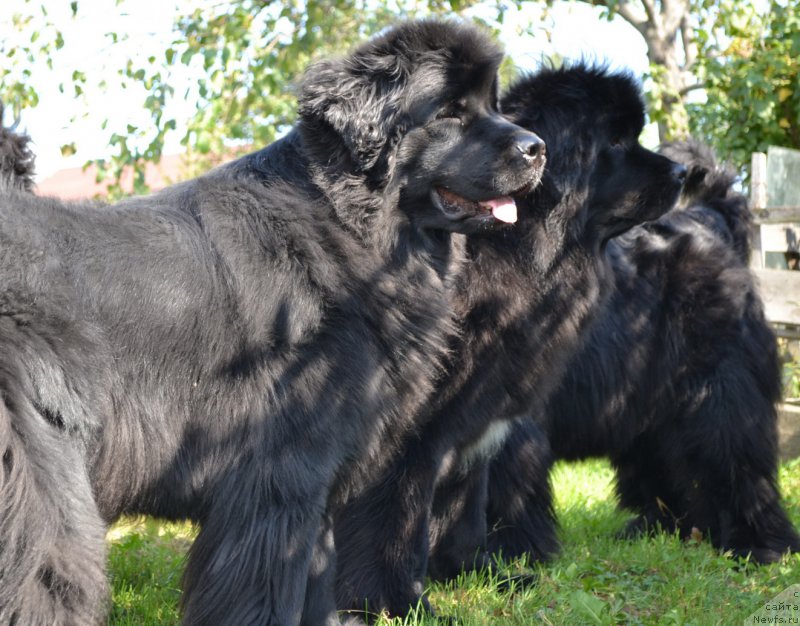 Фото: ньюфаундленд Talisman Morya Magiya Voln (Талисман Моря Магия Волн), ньюфаундленд Talisman Morya Mishel' (Талисман Моря Мишель)