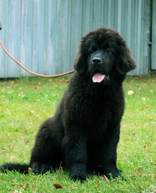 Фото: ньюфаундленд Braunblad MSK Jamal Amira (Браунблад МСК Жамал Амира)